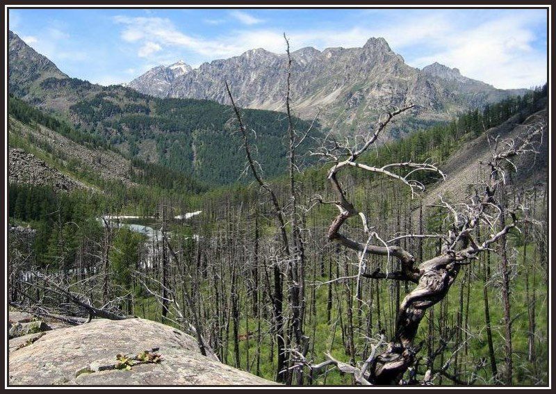 алтай, горы, камни, дерево Такая разная жизнь... фото превью