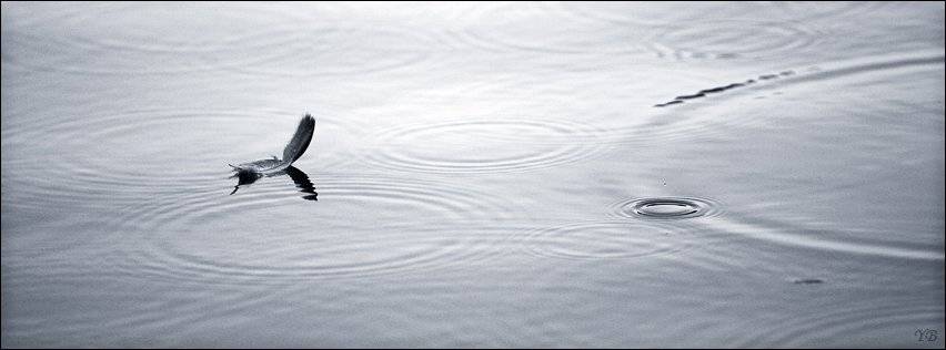 перо, капли, дождь, круги, Братаев Юра