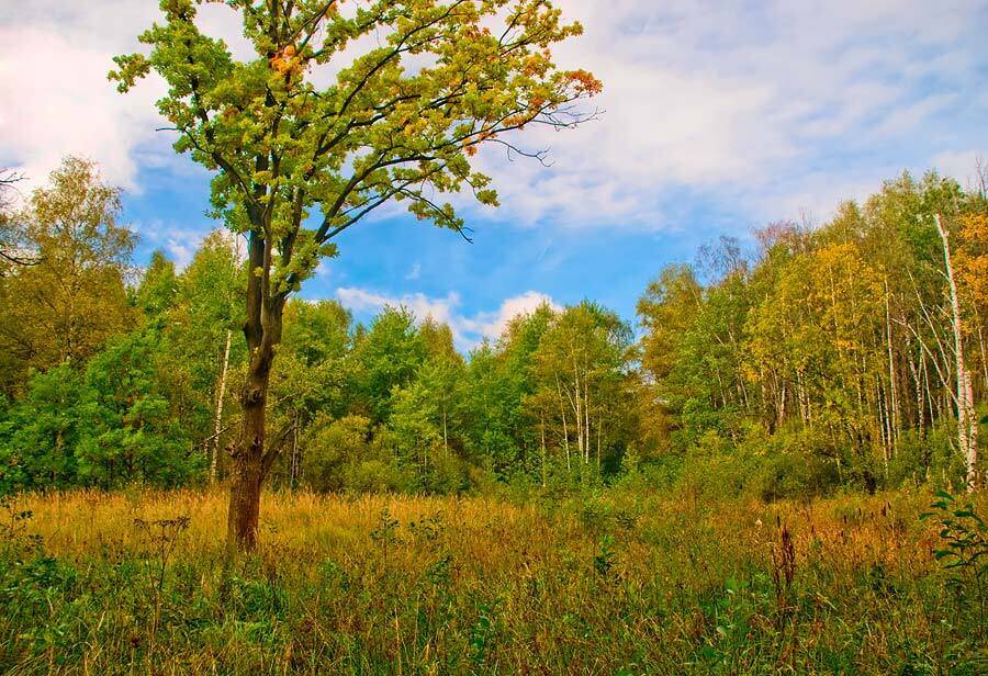 , Дмитрий Милосердов