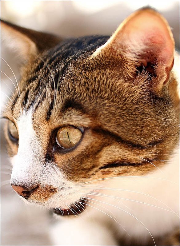 котов Туркиш котов)) фото превью