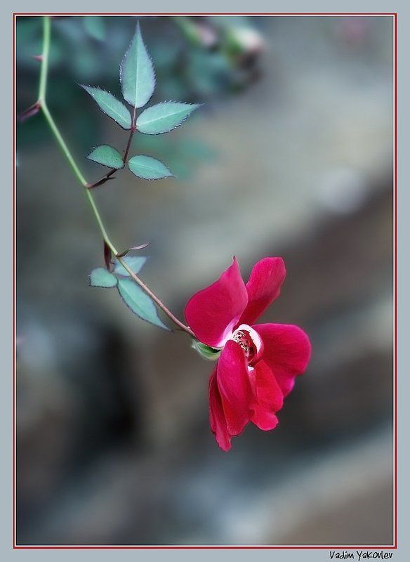 цветок Последний из Могикан фото превью