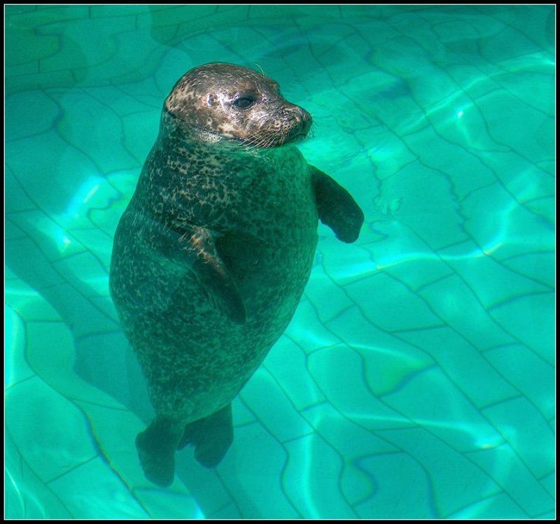 солдатик)) фото превью