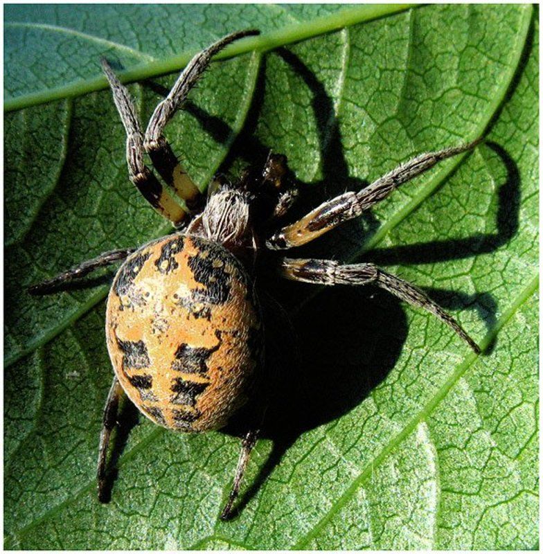 когда тень страшнее фото превью