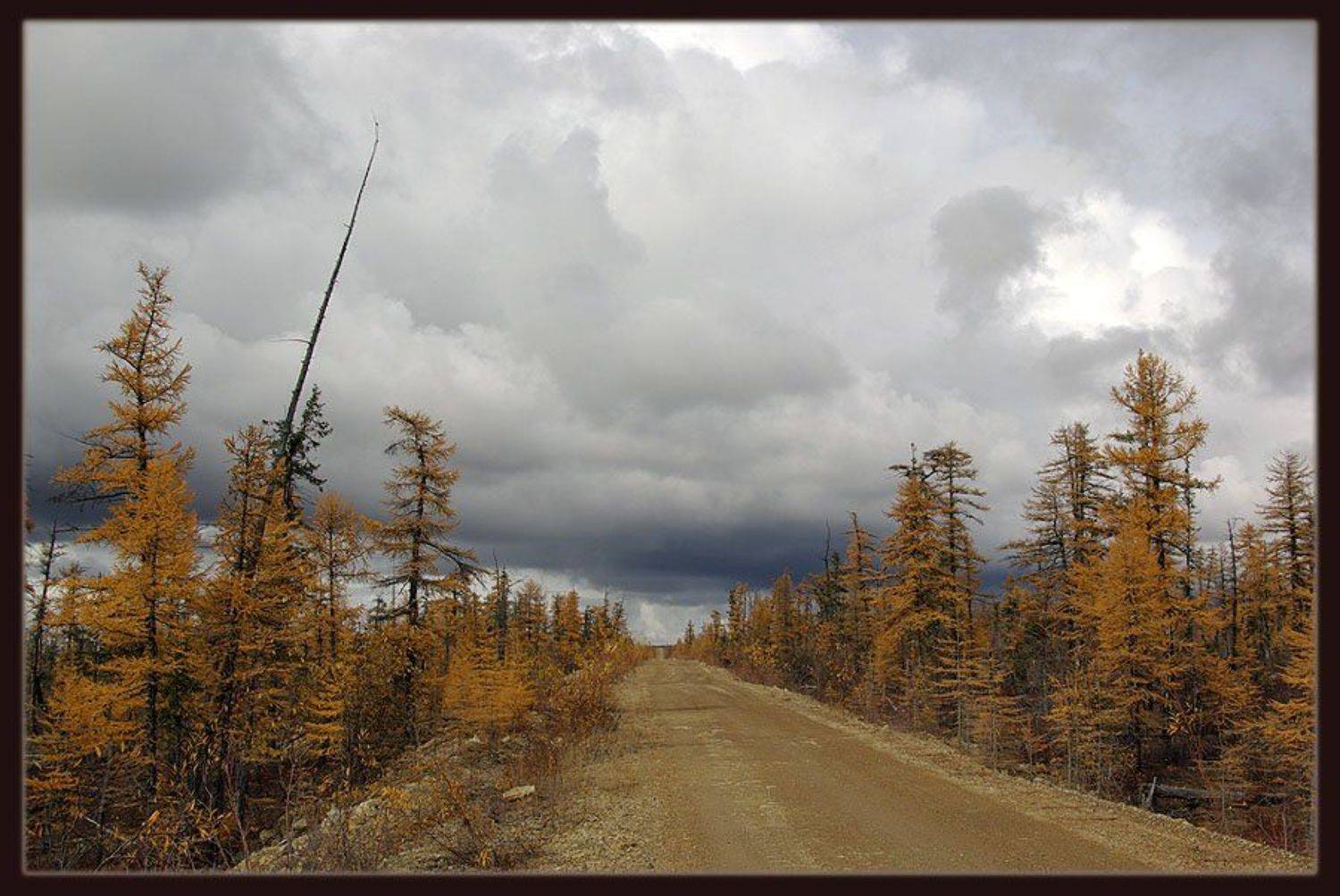 осень,дорога,тайга, Солодухин Виктор