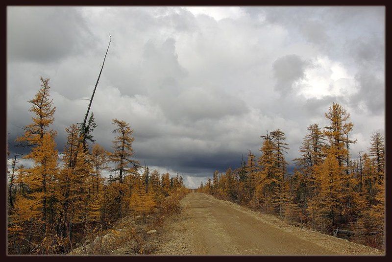 осень,дорога,тайга Уходящая осень фото превью