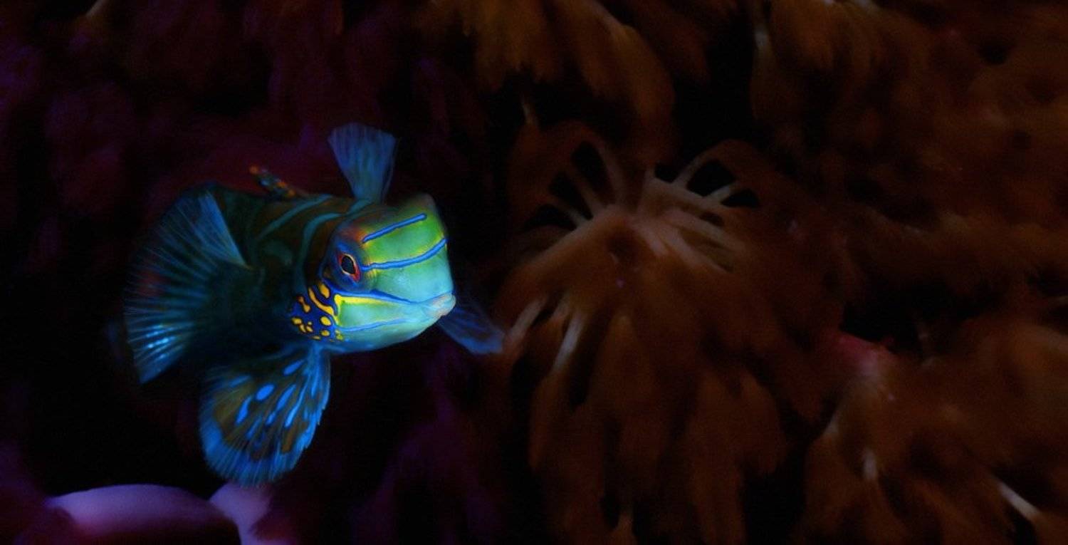 мандаринка,рыба,филиппины,миндоро, fotomafia