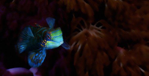 Мандаринка