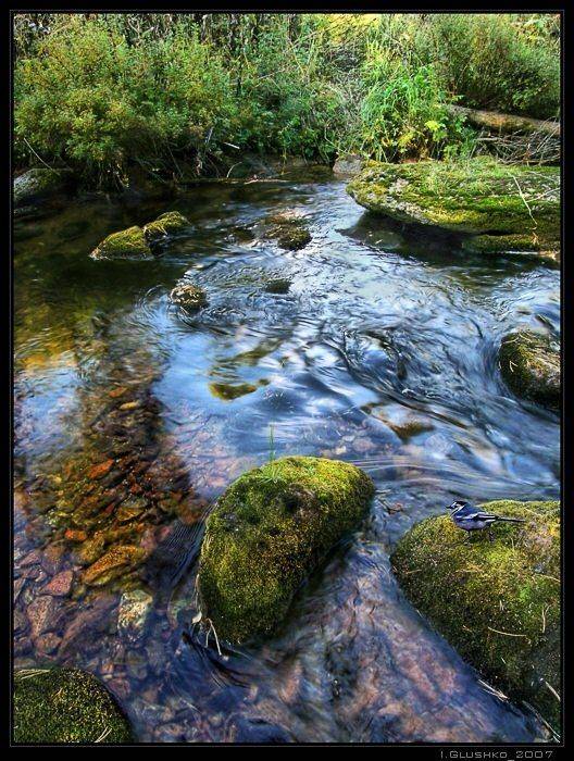 река, тайга, трясогузка, Игорь Глушко
