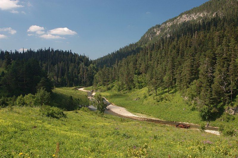 горы, река, лошади, лес, облака видишь лошадок?.. фото превью