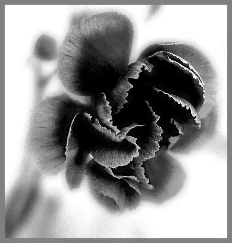 гвоздика *** фото превью