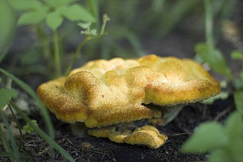 другой мир, Евгений Пугачев.