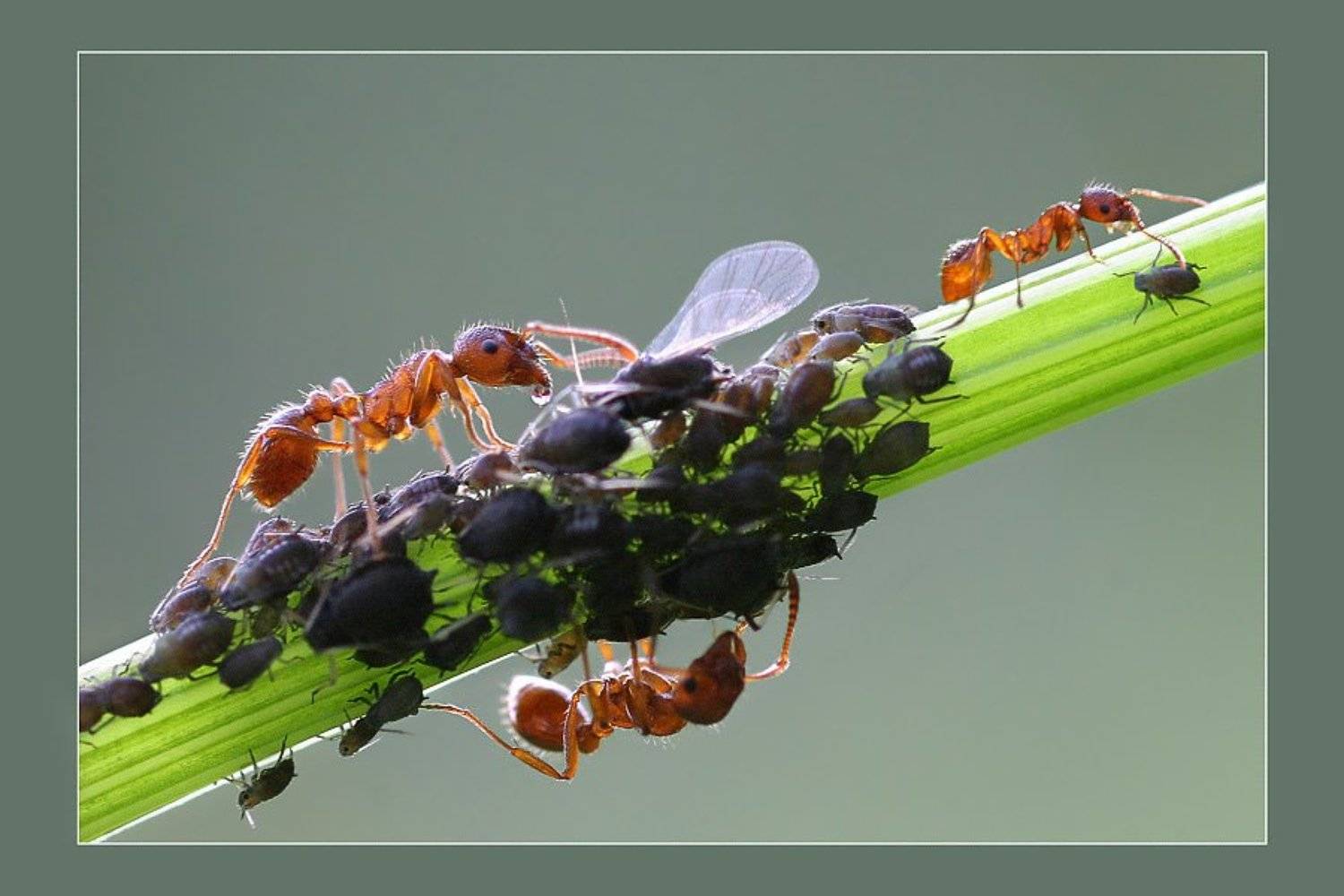 , Михаил Курцев