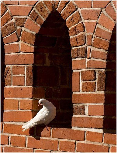 Белое на кирпичном.