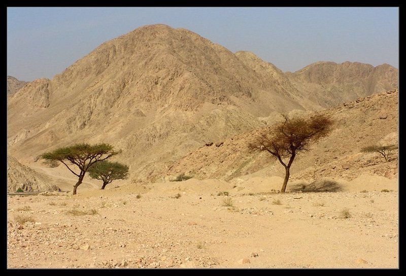 Три тополя ))) фото превью