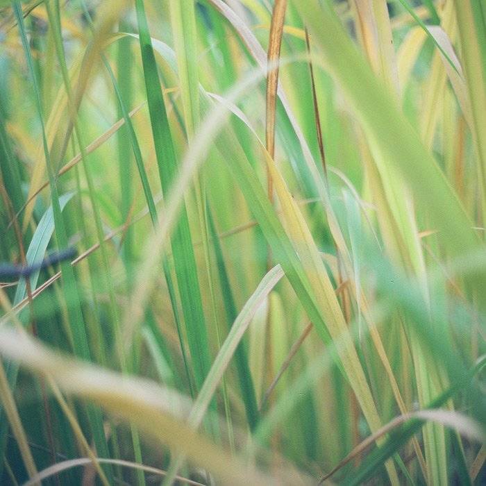 kamushek, киев-6с, 6x6, пленка, волна-3, kamushek