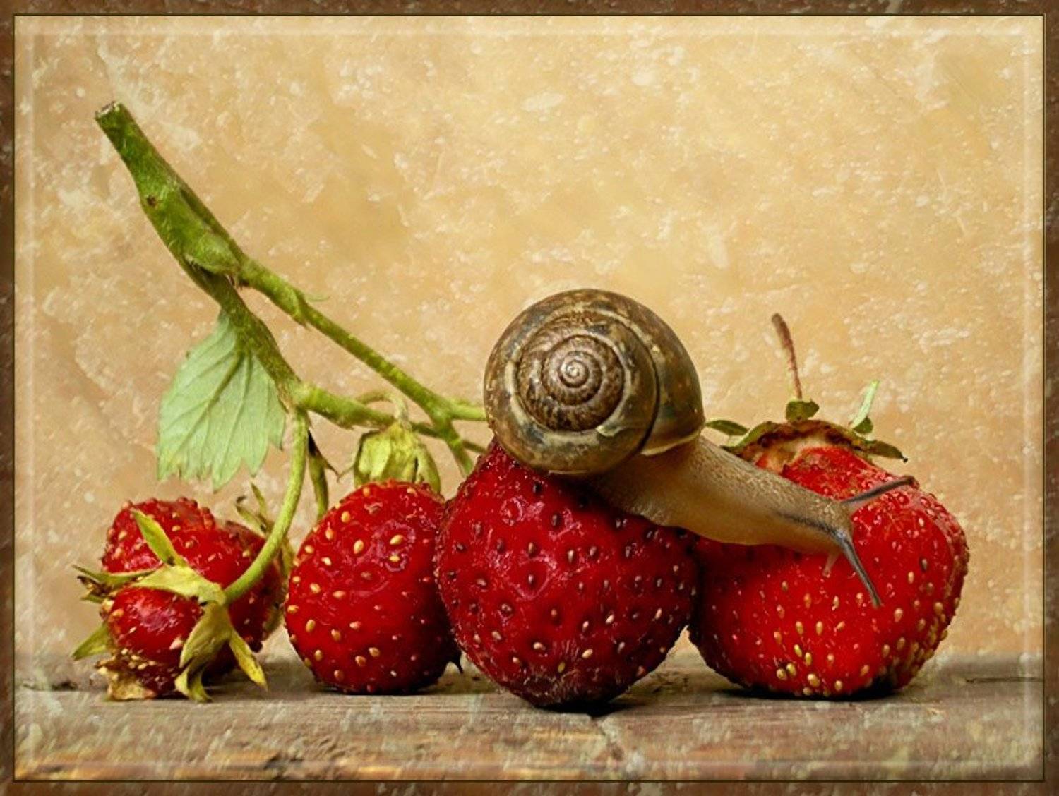 улитка, клубника, ягодка, открытка, Natali_a