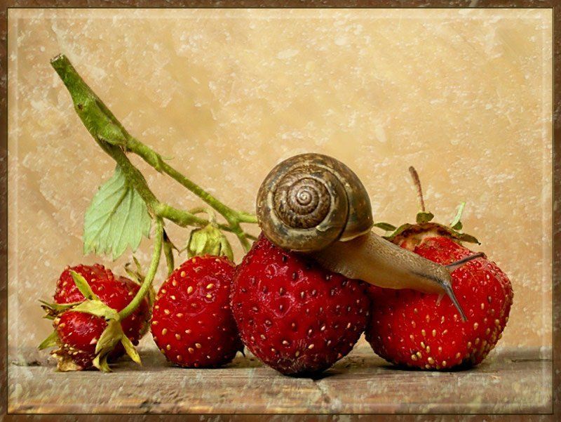 улитка, клубника, ягодка, открытка  фото превью