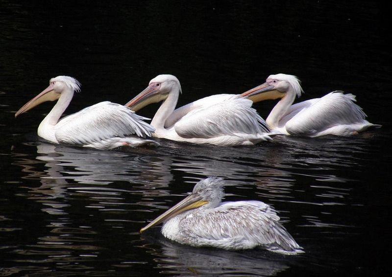 Еслиб я был султан, я б имел трёх жён... фото превью