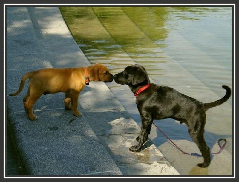 вена, июль, знакомство Встреча у фонтана фото превью