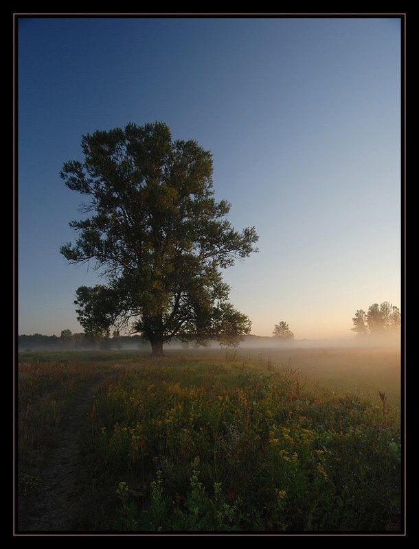 маяк, дерево, утро, солнце, рассвет, МАЯК фото превью