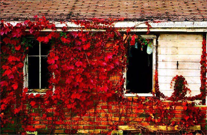 пейзаж, осень, листья, Pilgrim