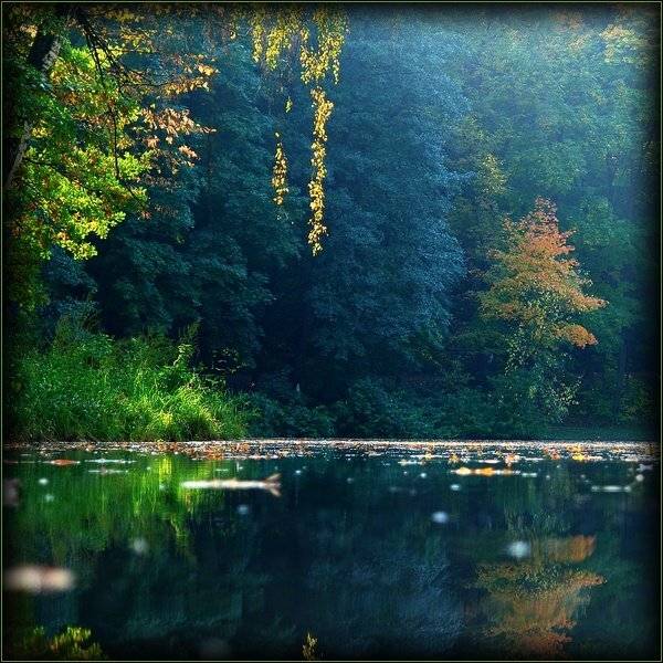 осень, пруд, отражение, senjor