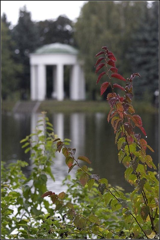 осень Крестовский остров фото превью