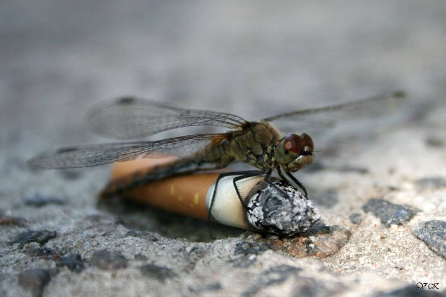 пагубные, привычки, Ksu