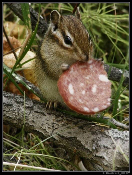 бурундук, Игорь Глушко