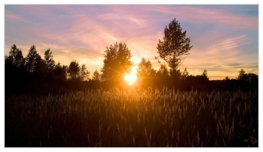 солнце, трава, вечер, закат, Евгений Гаганов