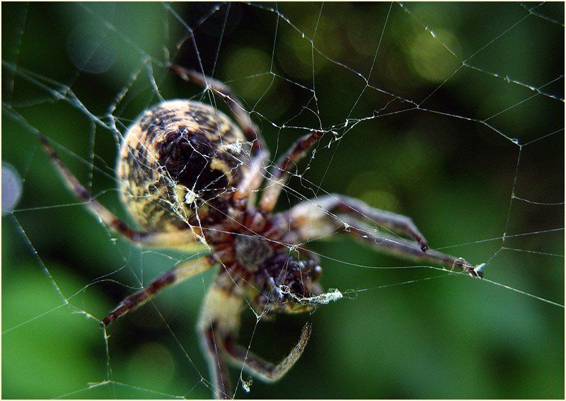 тонкая настройка сети фото превью