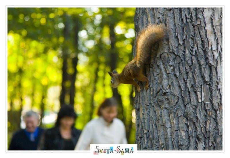 белочка, света ошметкова Гости фото превью