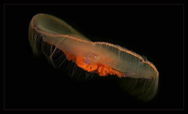 медузы белого моря Летающая тарелка фото превью
