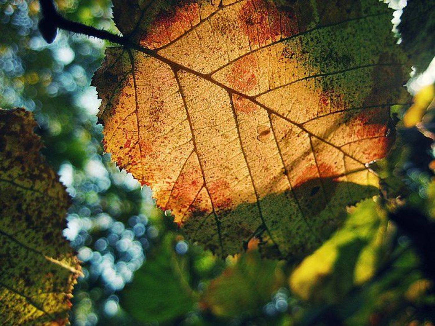 листочек, Антон Абрамов