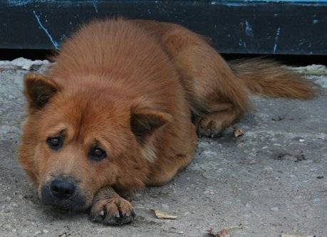 рыжая грусть....., Мария Дьяконова