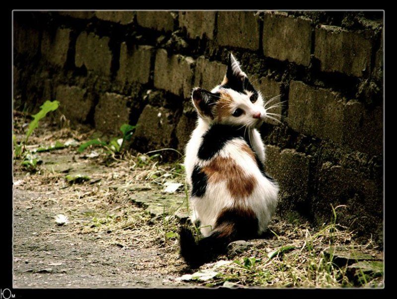 кот homeless фото превью
