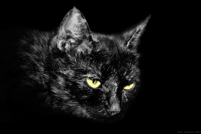 чёрный, кот, тьма Теневая сущность фото превью