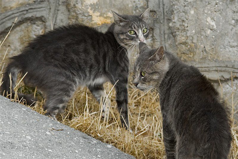 кот, драка Шёл-бы ты, дядя фото превью