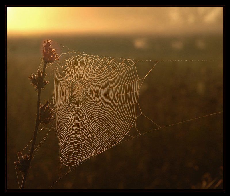 паутина, рассвет, утро Мишень фото превью