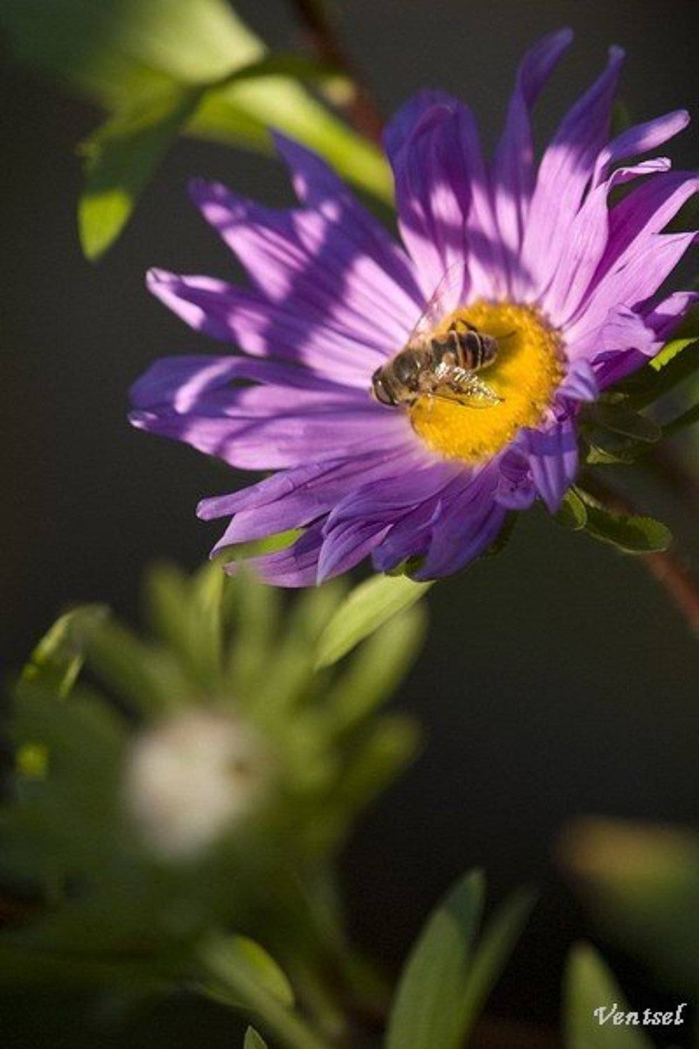 , Венцель Александр