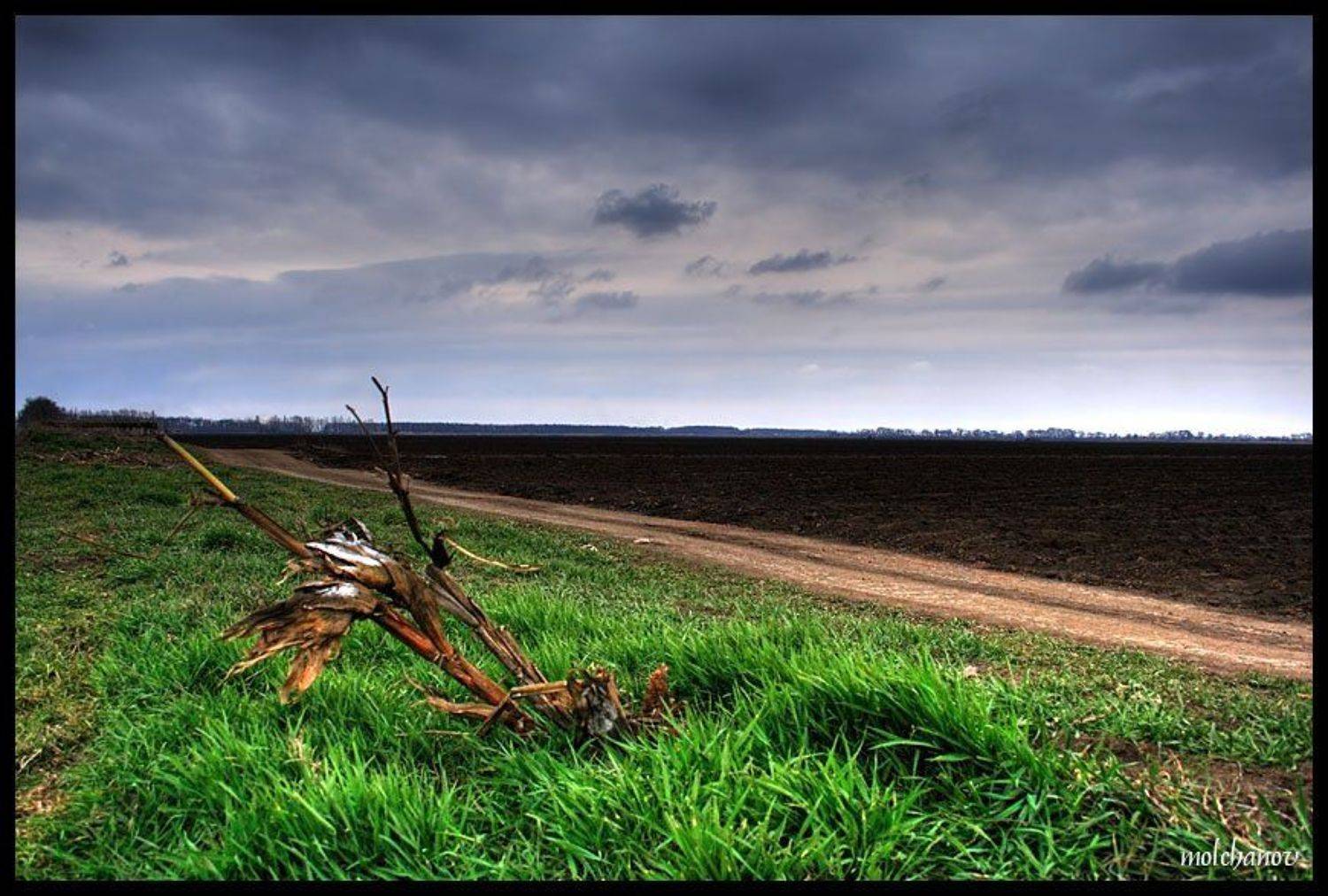 кукуруза, царица, полей, юг, ростов, Молчанов Иван