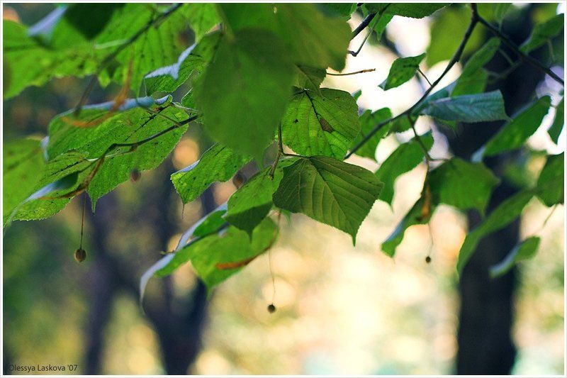 липа, осень, плоды липовые сережки фото превью