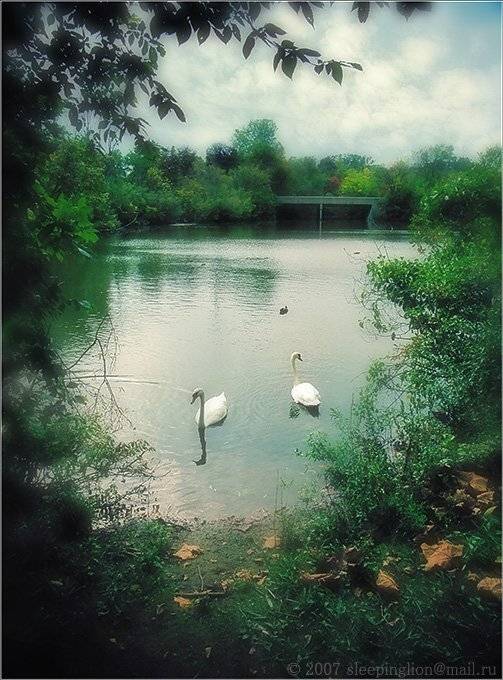 пейзаж, пленка, 35 мм, pilgrim, Pilgrim