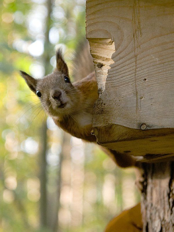 Хто тут? фото превью