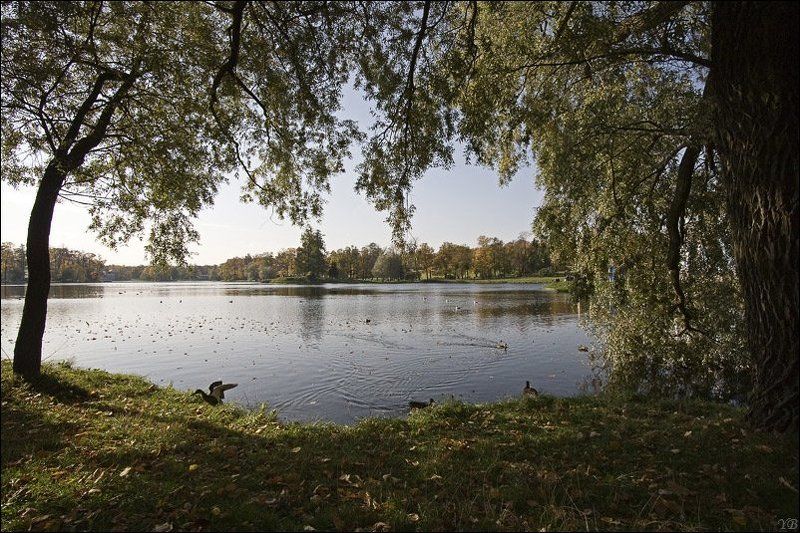 пушкин, осень, утка  фото превью