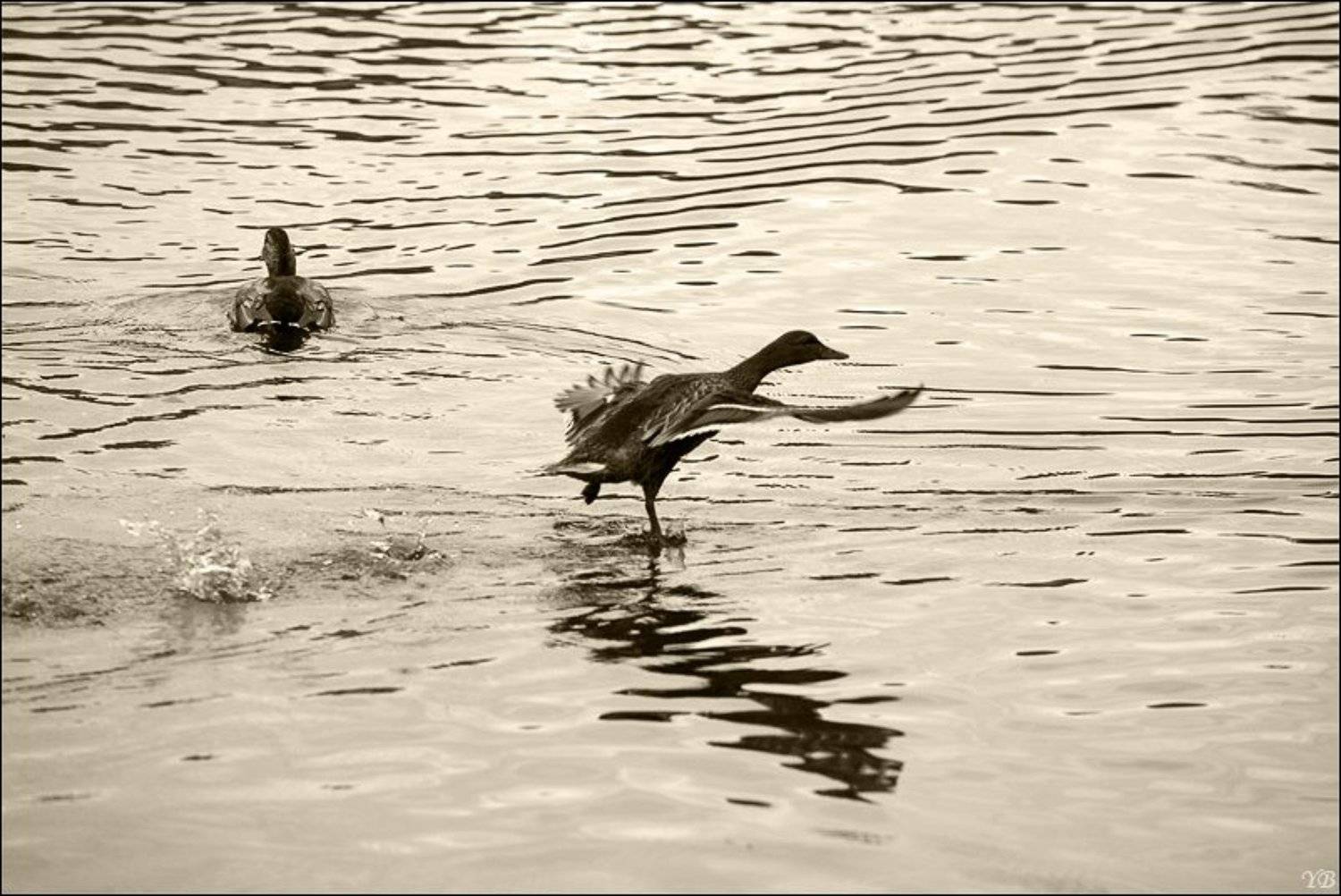 утка, взлёт, форсаж, Братаев Юра
