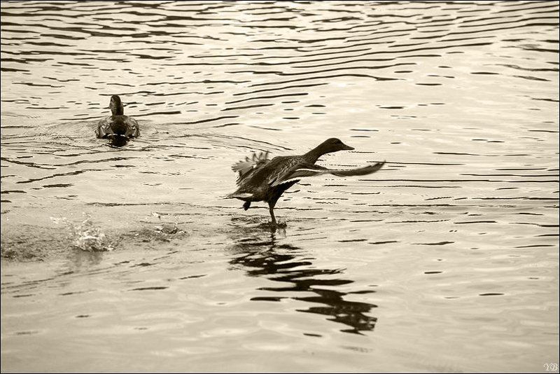 утка, взлёт, форсаж форсаж фото превью