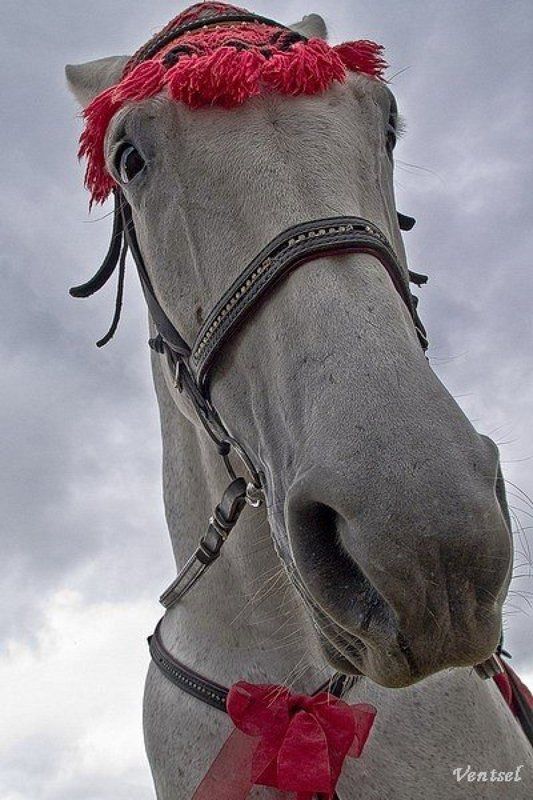 *** фото превью