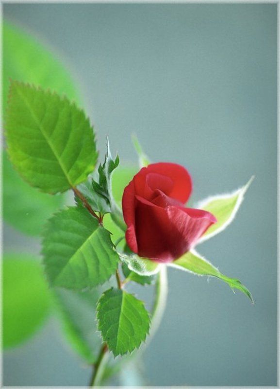 роза, солнце , юность Юность Солнечной Розы фото превью