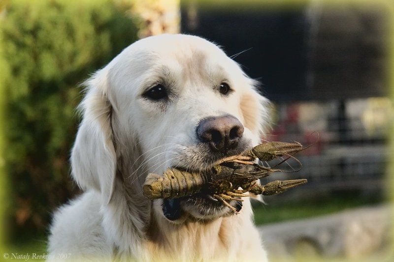 пиво,раки,собака,юмор Ну, что же Вы, без меня... фото превью